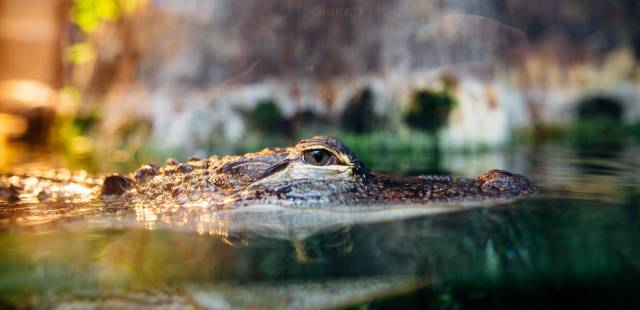 Les crocodiles peuvent détecter la détresse des bébés humains, affirme une étude
