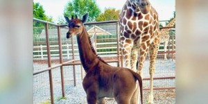 Aux Etats-Unis, un bébé girafe sans aucune tache est né dans un zoo