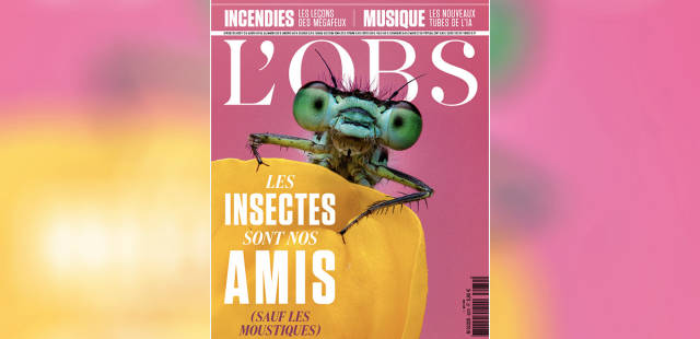 A la une de « l’Obs » : « Les insectes sont nos amis »