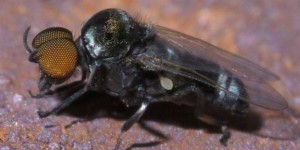 Mouche noire : ce que l’on sait de cet insecte qui inquiète les autorités espagnoles