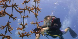 Certaines crèmes solaires ont un effet négatif sur les coraux, alerte l’Anses