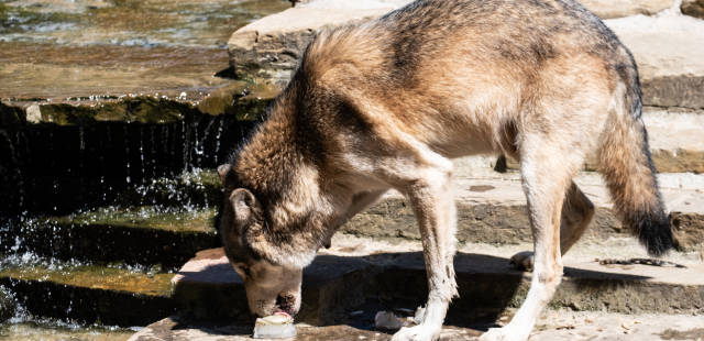 Le nombre estimé de loups en France revu à la hausse à 1 104