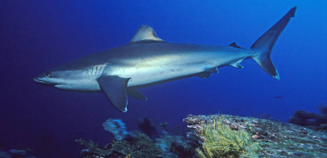 En Nouvelle-Calédonie, la justice suspend la pêche aux requins dans les réserves naturelles