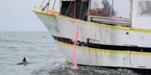Échouages de dauphins : un mois sans pêche dans le Golfe de Gascogne, avec des dérogations