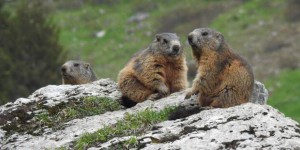 « Monsieur le ministre, nous vous demandons d’interdire la chasse à la marmotte » en Savoie