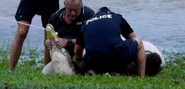 En Australie, les inondations poussent les crocodiles au cœur des villes