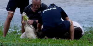 En Australie, les inondations poussent les crocodiles au cœur des villes