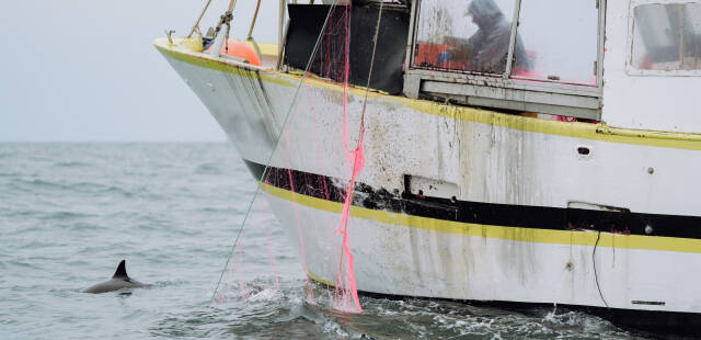 Pour protéger les dauphins dans l’Atlantique, la pêche interdite pendant un mois dans le golfe de Gascogne