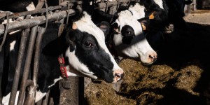 Transition, bassines, viande : ce qu’il faut retenir du rapport du Haut Conseil pour le Climat sur l’agriculture