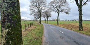 En Haute-Marne, tollé après l’annonce d’un abattage « massif » d’arbres pour des raisons « de sécurité routière »