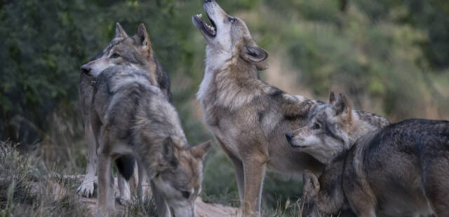 Loups : le protocole de tirs pour protéger les troupeaux sera « simplifié » cette semaine, annonce Fesneau