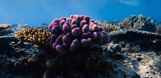 En Australie, la Grande Barrière de corail subit un énième « blanchissement massif »