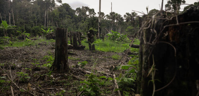 Mégafeux, déforestation… La destruction des forêts à des niveaux toujours élevés en 2023