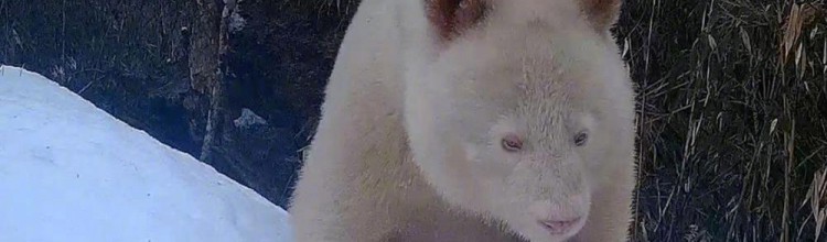 Vidéo – L’unique panda albinos au monde repéré pour la première fois depuis 2019